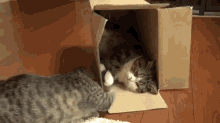 Who Is It And Go Away GIF - Cat Play Friends GIFs