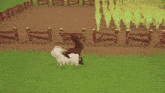 two rabbits are standing in a grassy field with a fence in the background