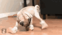 Uggs GIF - Uggs Pug In Uggs Shoes GIFs