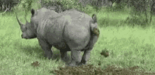 Rhino GIF - Rhino GIFs