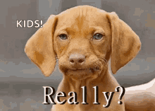Disappointment Dog GIF - Disappointment Dog Really GIFs