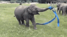слонёнок играет хоботом лентой GIF - Elephant Baby Cub GIFs