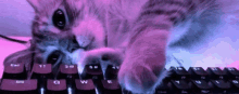 Cat_gamer GIF - Cat_gamer GIFs