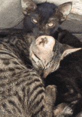 Momo'S Sound Diary Cats GIF - Momo'S Sound Diary Cats Cuddle GIFs