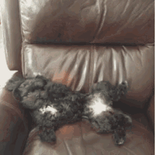 My Dog Cant Wait For Us To Leave So He Can Be Like... GIF - Dog Pose Cute GIFs