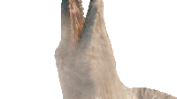 a close up of a tree trunk with its mouth open on a white background