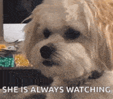 a small white dog with the words she is always watching on the bottom