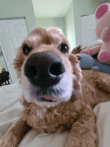 a cocker spaniel laying on a bed with a pink stuffed animal in the background
