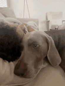 Dog Nap GIF
