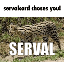 Servalcord Discord GIF - Servalcord Discord Serval GIFs