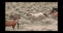Wild And Free Mustang GIF - Wild And Free Mustang Horse GIFs