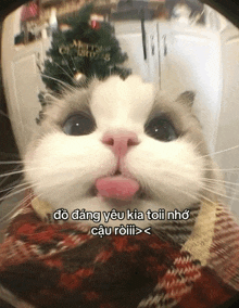 a cat wearing a scarf with a christmas tree in the background is looking through a doorway