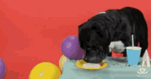 Party Animal GIF