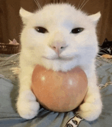 Cat Apple GIF - Cat Apple Meme GIFs