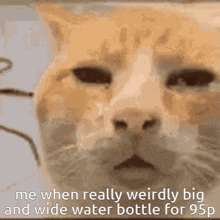 a close up of a cat 's face with the caption me when really weirdly big and wide water bottle for 95 p