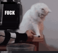 Cat Angry GIF - Cat Angry Bad Mood GIFs