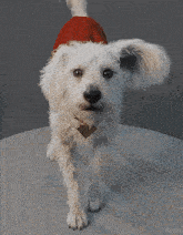 a small white dog wearing a red santa hat looks at the camera