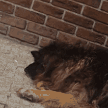 Why German Shepherd GIF - Why German Shepherd Dog GIFs