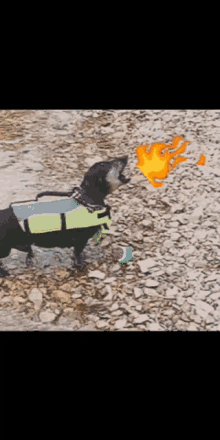 Dog Breathing Fire GIF