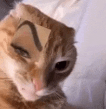 Meme Cat GIF - Meme Cat Cat Meme GIFs
