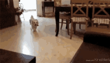 Dog Jumping GIF - Dog Jumping Fail GIFs