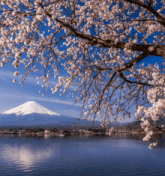 a lake with a mountain in the background and a tree in the foreground