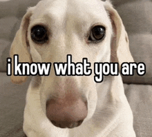 a close up of a dog with the words i know what you are on it