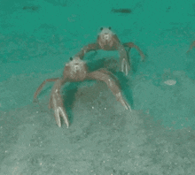 Lobster Lobster Stare GIF