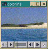 Dolphins Animals GIF - Dolphins Animals Windows 95 GIFs