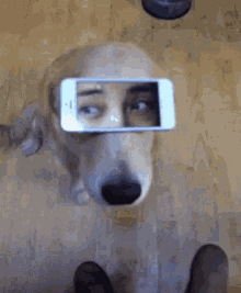 Smartdog Doglife GIF - Smartdog Doglife GIFs