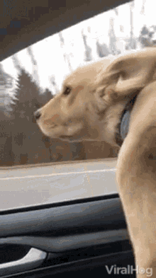 Dog Car GIF - Dog Car Dog In Car GIFs