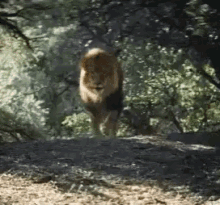 Lion Wild Animal GIF - Lion Wild Animal Shaking GIFs