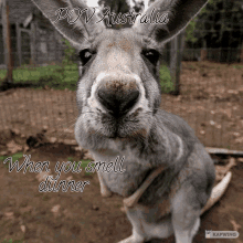 straya ken kangaroo australia