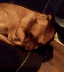 a close up of a dog laying down on a table