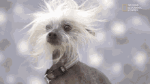 chinese crested dog windy hair cute