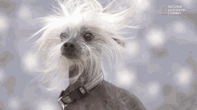 Chinese Crested Dog Windy Hair GIF - Chinese Crested Dog Windy ...