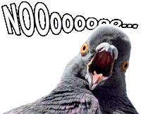 a close up of a pigeon with its mouth open and the words nooo on the bottom