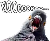 a close up of a pigeon with its mouth open and the words nooo on the bottom