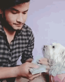 Counting Money Dog GIF - Counting Money Dog Lick Finger GIFs