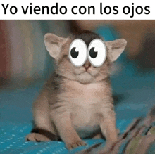 a kitten with big eyes is sitting on a bed .