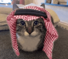 Cat GIF