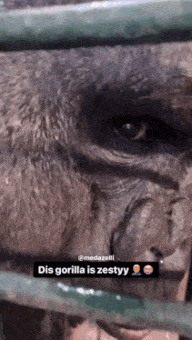 Zesty Gorilla GIF – Zesty Gorilla Kiss – objavujte a zdieľajte gify