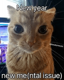 New Year New Me GIF - New Year New Me Funny Cat GIFs