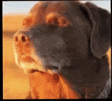 a close up of a dog 's face with a brown background .