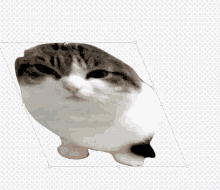 Pluha Dance GIF - Pluha Dance Cat GIFs