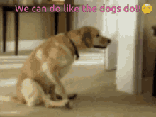 Funny Dog GIF - Funny Dog Pet GIFs