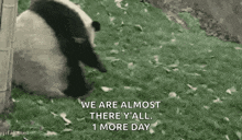 a panda bear is laying in the grass with a bamboo pole .