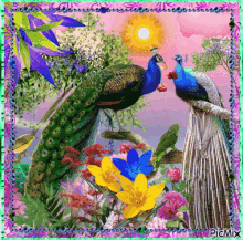 flowers peacocks