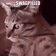 Swag City Swag GIF - Swag City Swag Redpilled GIFs