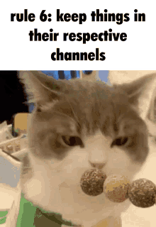 Meme Cute Cat GIF - Meme Cute Cat Dimden GIFs